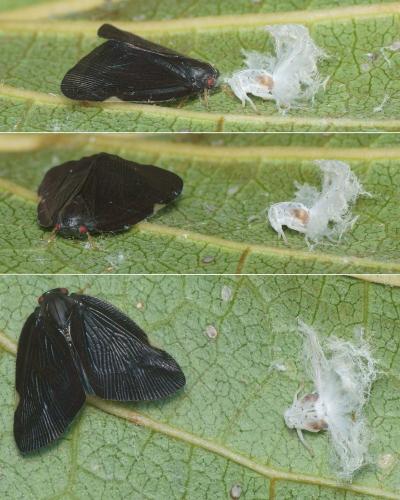 Pochazia shantungensis